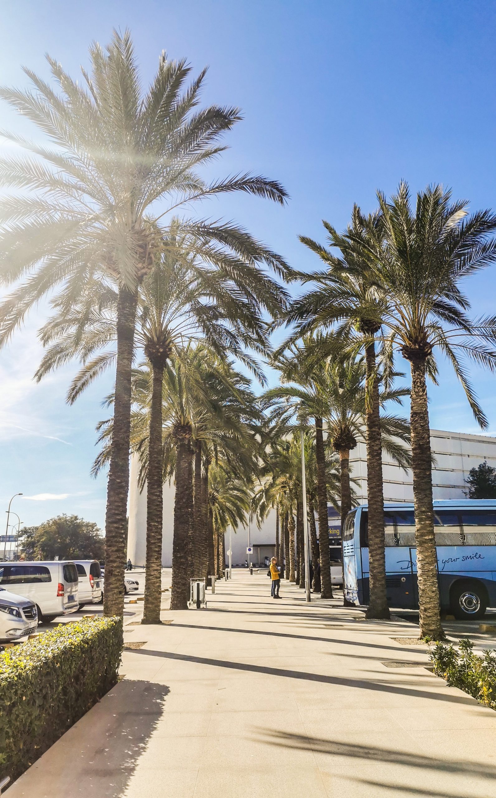 Palmenallee im Sonnenschein vor dem Flughafen Palma de Mallorca