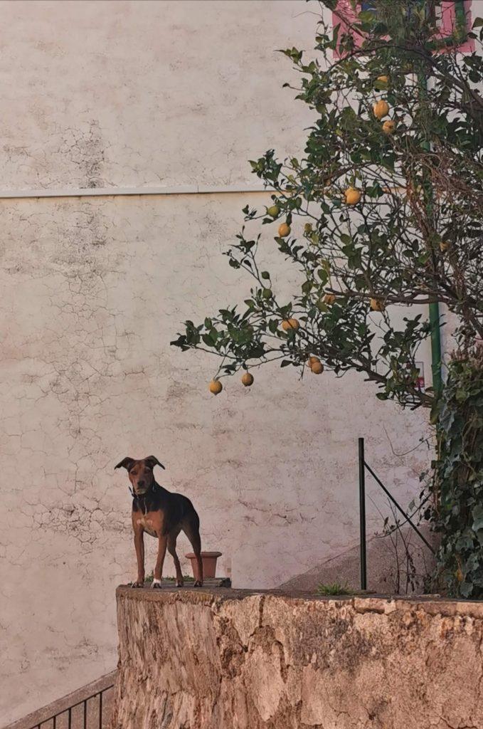 Hund steht wachsam auf einer Mauer unter einem Zitronenbaum in Sóller