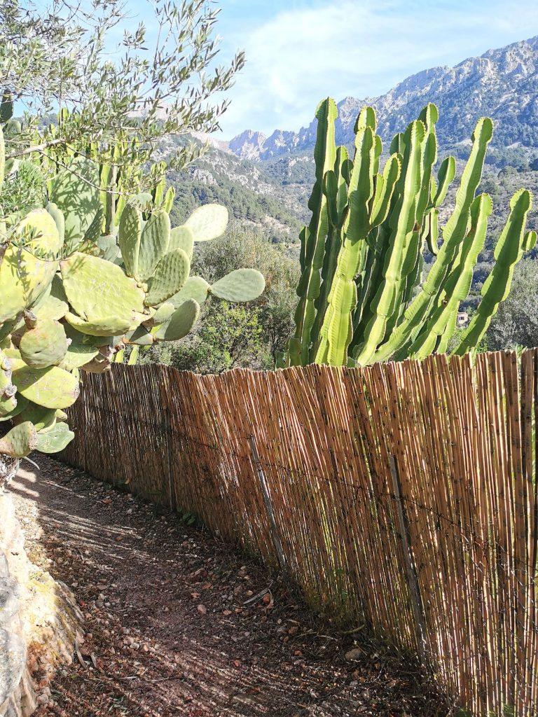 Wanderweg mit Blick auf die Serra de Tramuntana, eingerahmt von großen Kakteen