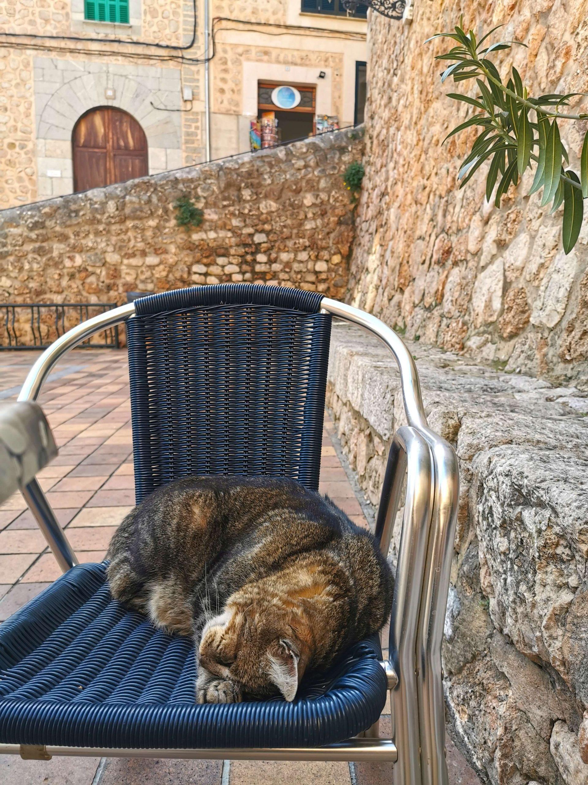 Schlafende Katze auf einem Café-Stuhl am Platz von Fornalutx