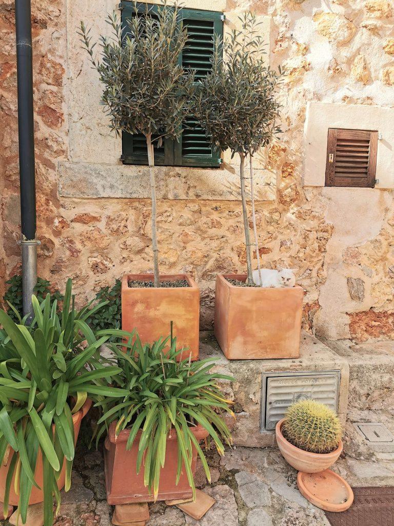 Weiße Katze liegt in der Sonne zwischen Terrakottatöpfen mit Pflanzen