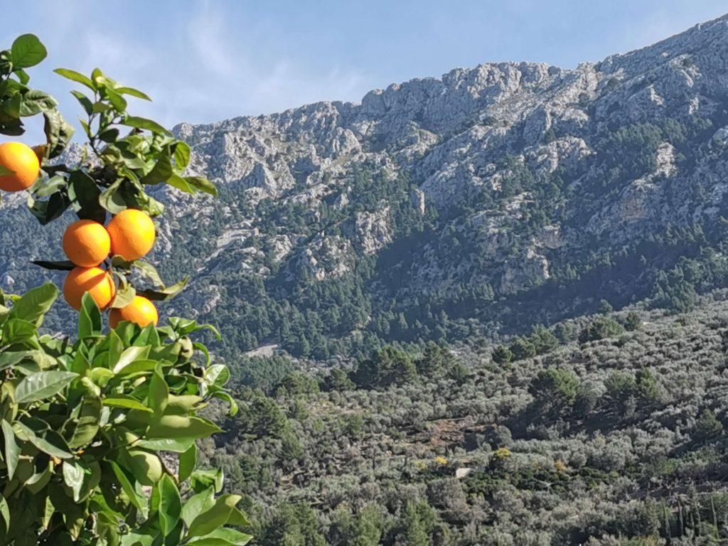Leuchtende Orangen hängen an einem Baum vor dem Hintergrund der Tramuntana