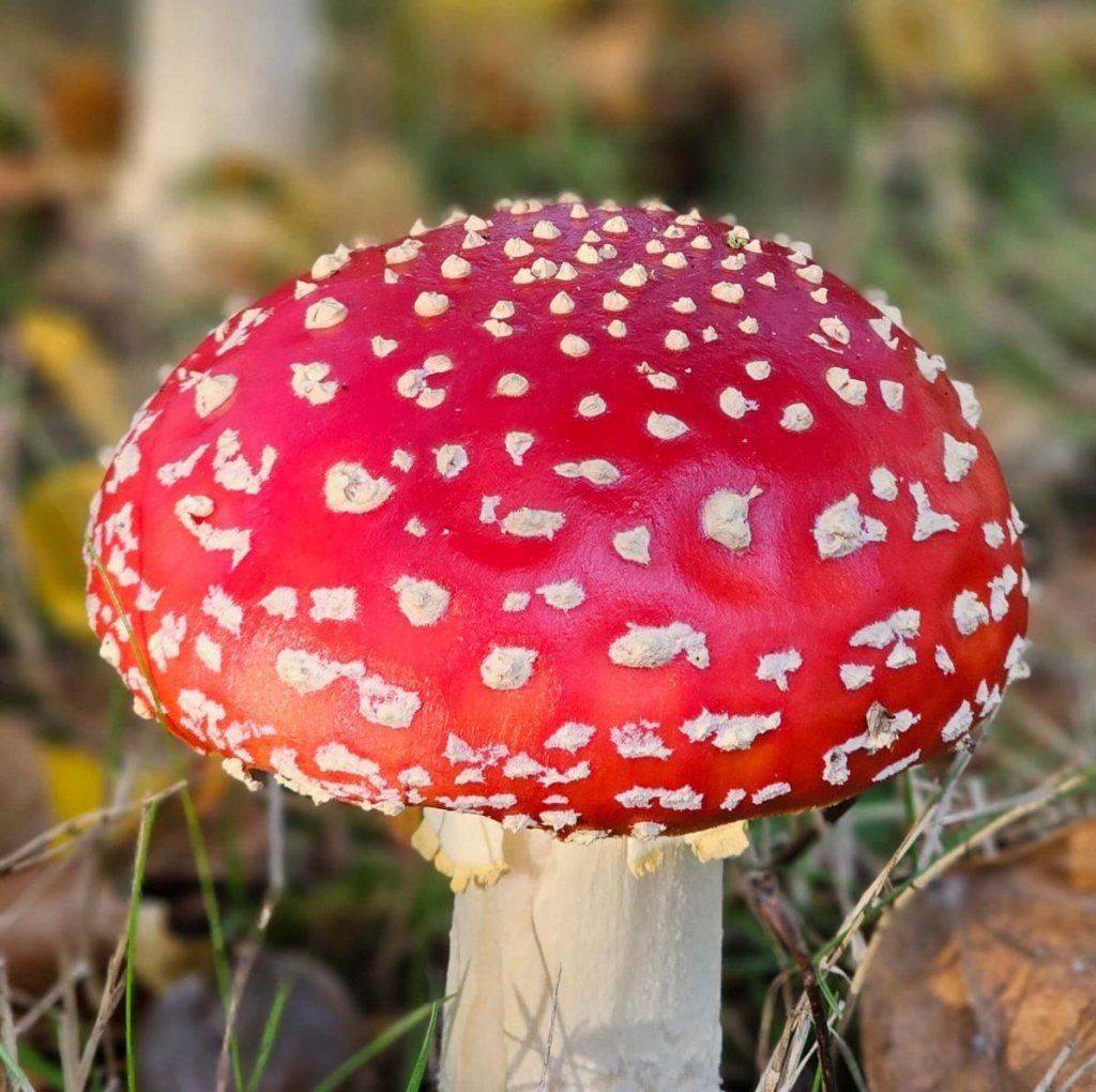 Fliegenpilz mit leuchtend rotem Hut und weißen Punkten im herbstlichen Gras.