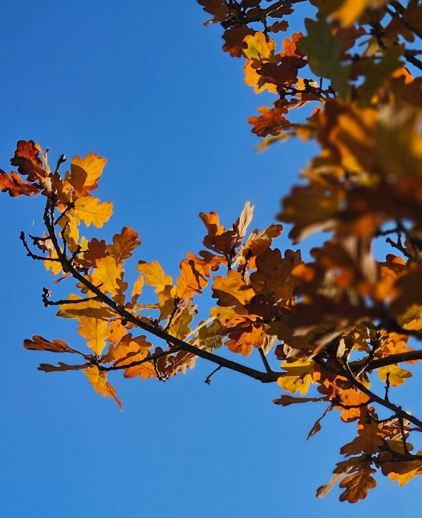Gold-orangefarbenes Eichenlaub vor strahlend blauem Himmel an einem klaren Herbsttag.
