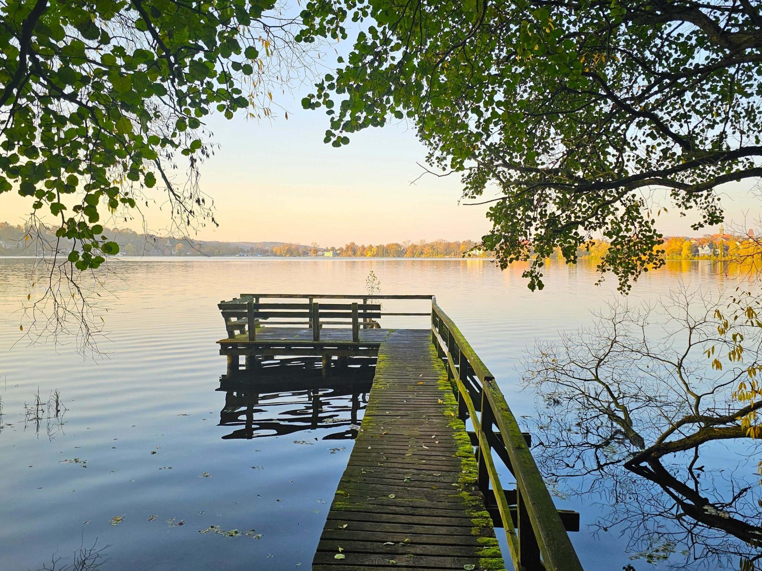 Frau geht alleine mit Hund auf geradem Waldweg – Symbolbild für Solo-Wandern und Selbstvertrauen