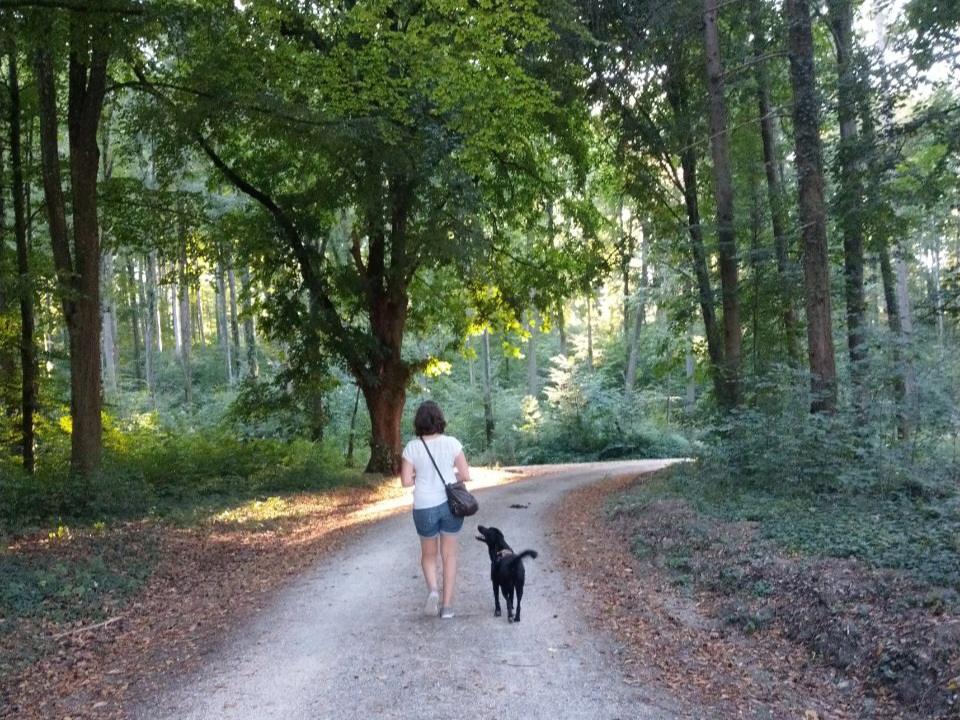 Frau geht alleine mit Hund auf geradem Waldweg – Symbolbild für Solo-Wandern und Selbstvertrauen
