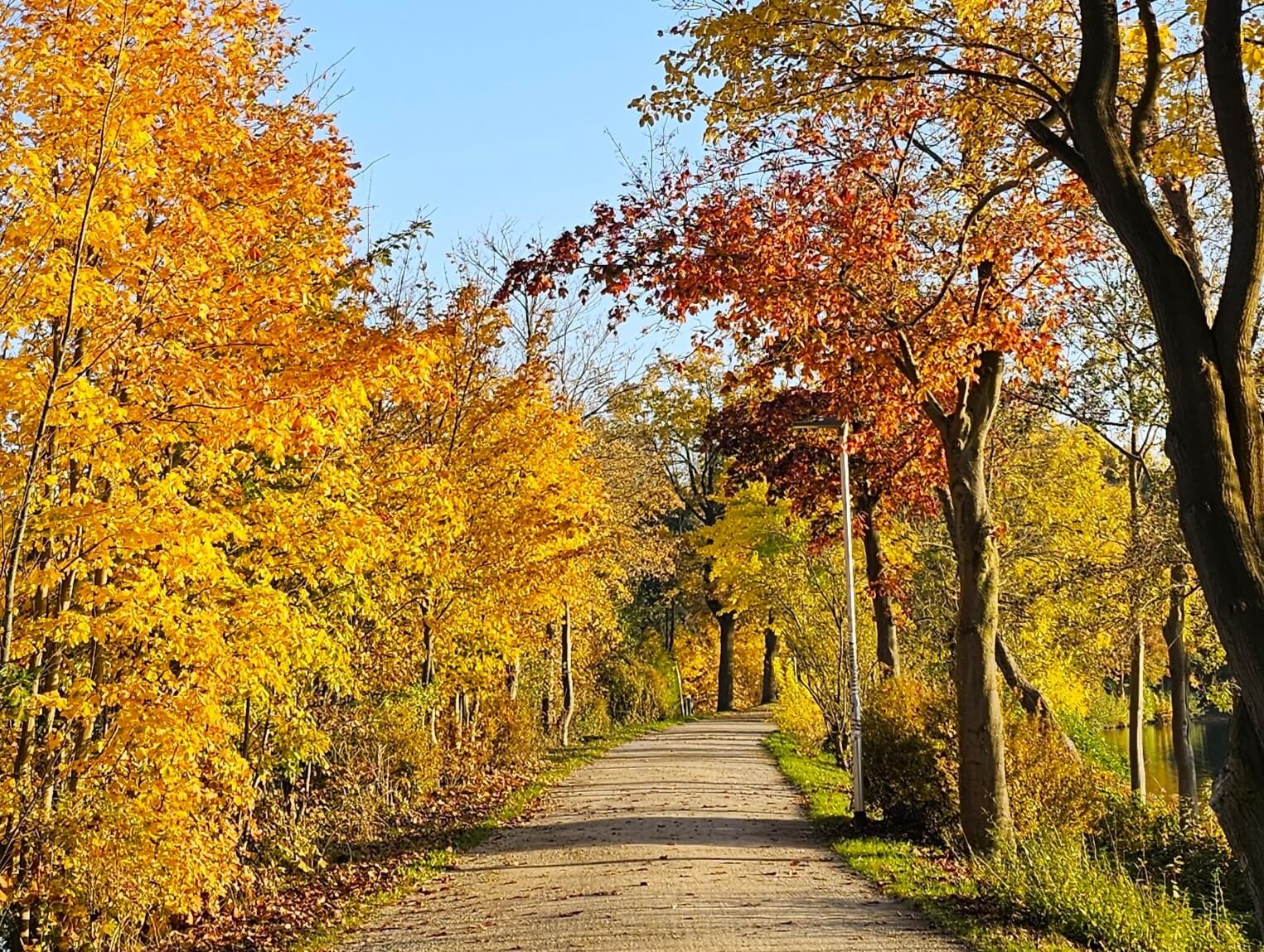 Spazierweg am Ratzeburger See im Herbst mit goldenem und rotem Laub im Sonnenlicht