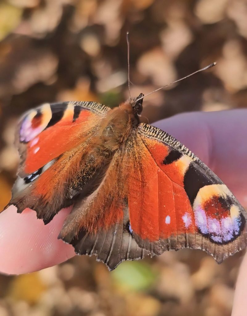 Ein Tagpfauenauge-Schmetterling sitzt auf einer Hand, seine leuchtend orangefarbenen Flügel mit blauen Augenflecken sind weit geöffnet.