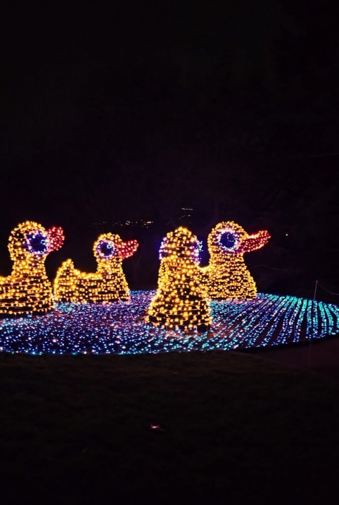 Gruppe aus leuchtenden Badeenten im Christmas Garden Mainau