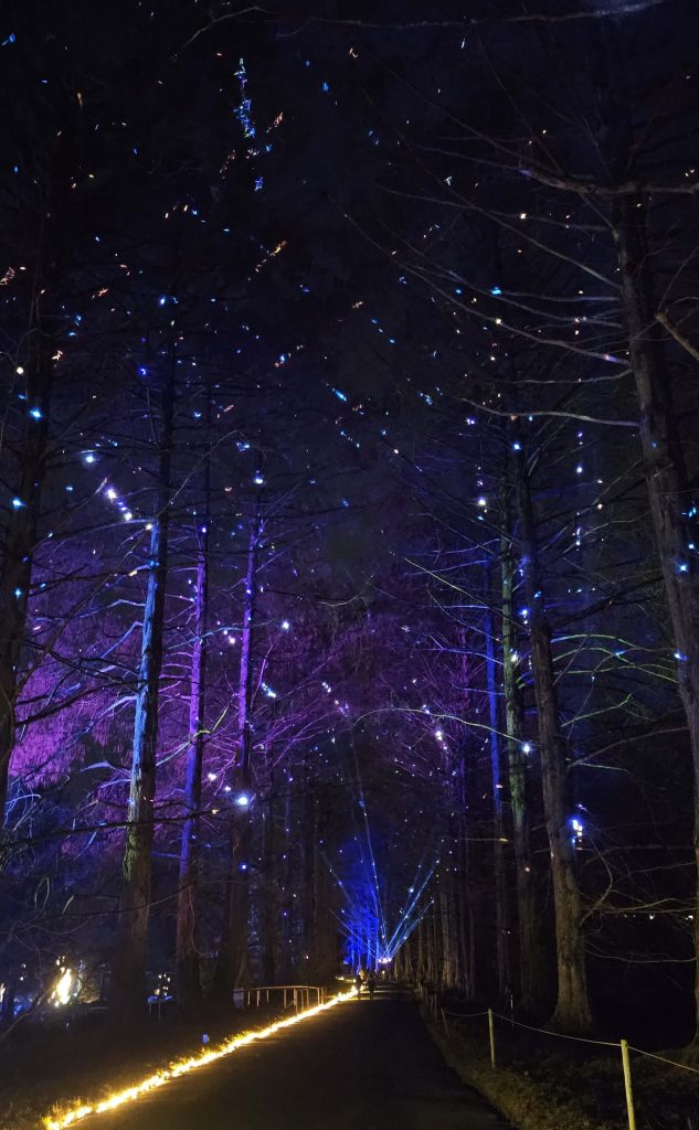 Lichterweg im Wald mit blau-lila Beleuchtung im Christmas Garden