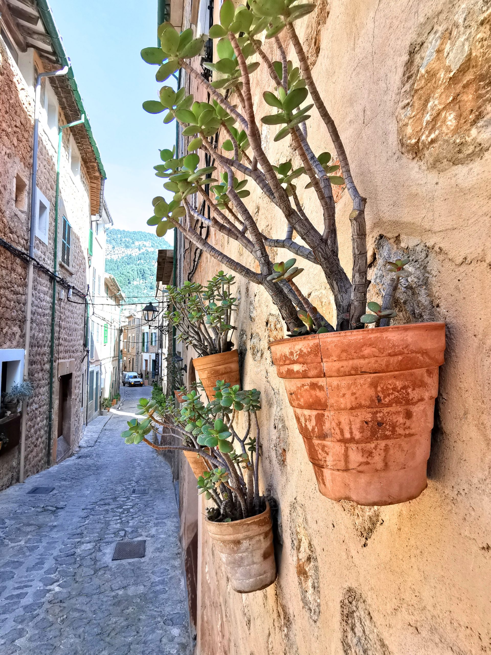 Sukkulenten in Terrakotta-Töpfen an einer sonnigen Hauswand in einer engen mallorquinischen Gasse im Winter