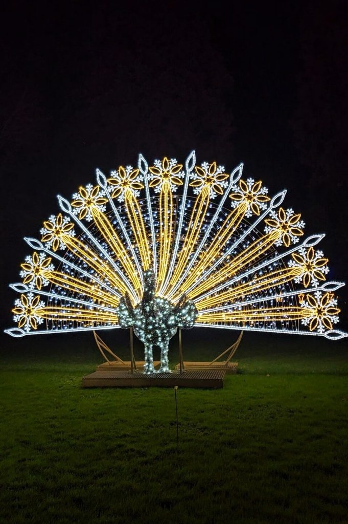 Leuchtende Pfau-Installation beim Christmas Garden auf der Insel Mainau mit großer, dekorativer Lichtfächer-Schau.