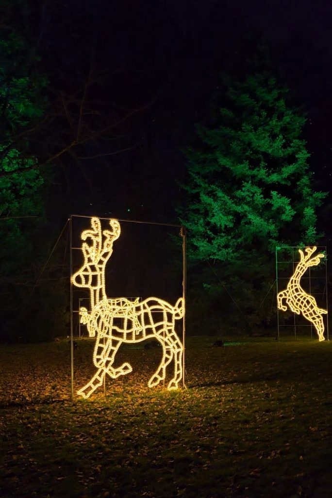 Mehrere leuchtende Rentier-Lichterfiguren im Christmas Garden auf der Insel Mainau, umgeben von farbig angestrahlten Bäumen und herbstlichem Boden.