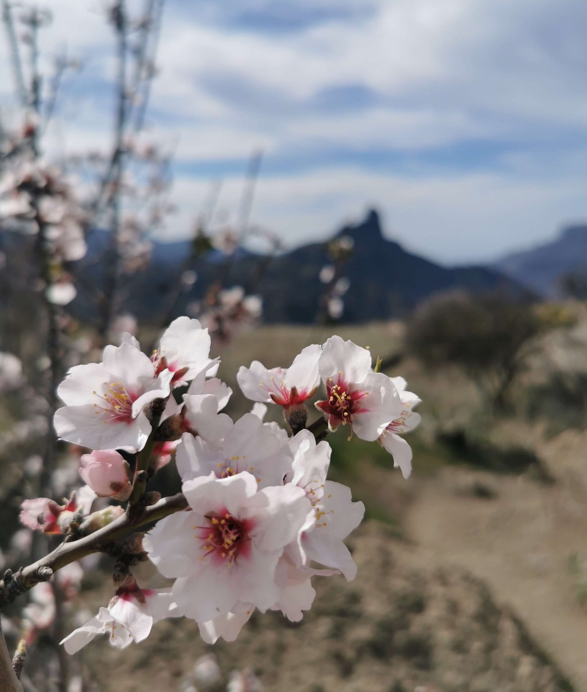 Mandelblüte im Winter auf Gran Canaria mit Blick auf das Gebirge bei Tejeda