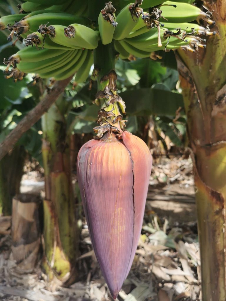Bananenblüte auf einer Plantage auf Gran Canaria im Winter