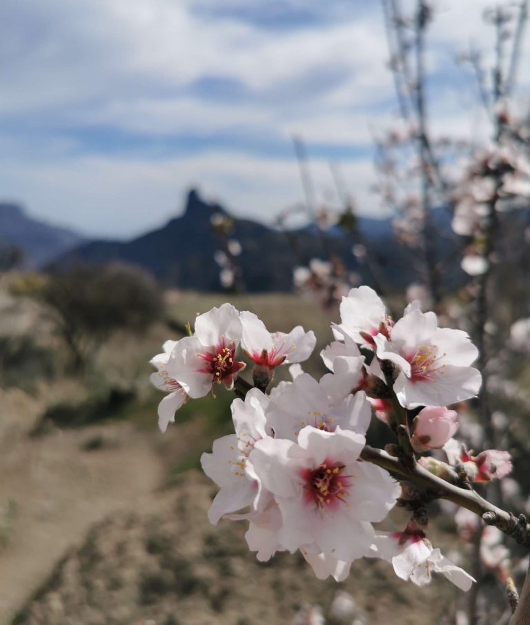 Mandelblüte im Winter auf Gran Canaria mit Blick auf das Gebirge bei Tejeda