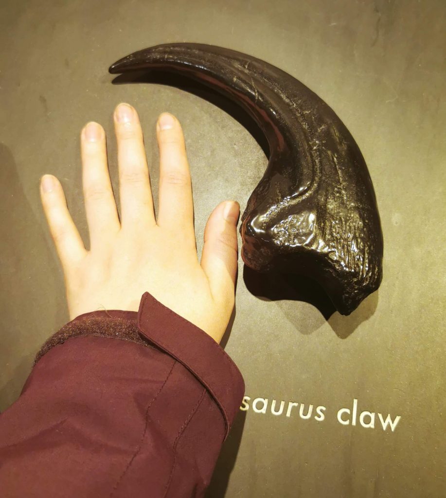 Große Dinosaurier-Kralle im Vergleich mit einer menschlichen Hand im Natural History Museum London