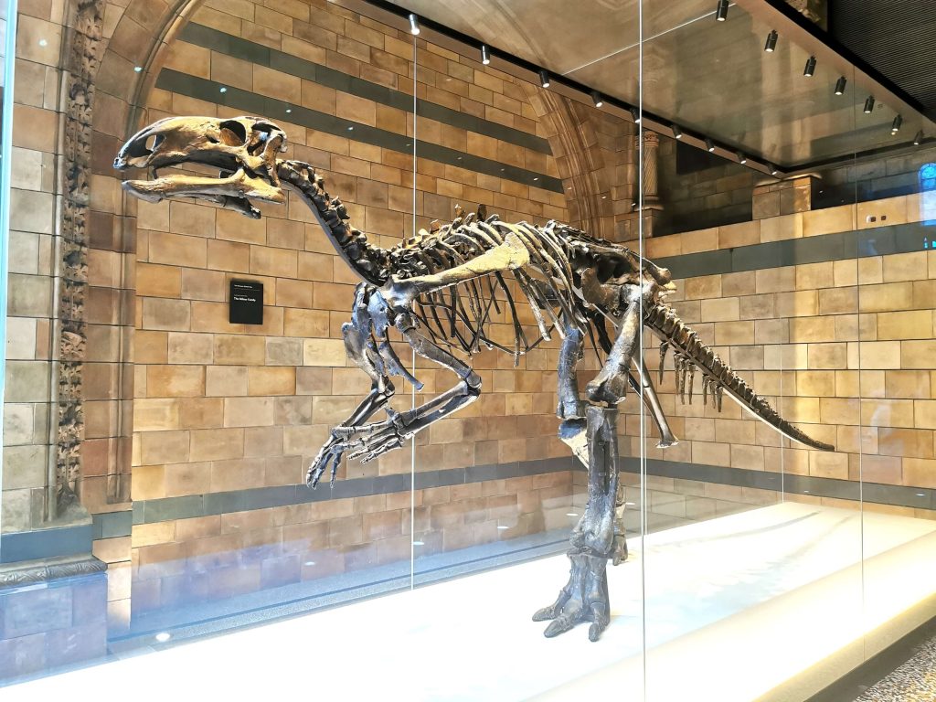 Dinosaurierskelett in einer Ausstellung im Natural History Museum London