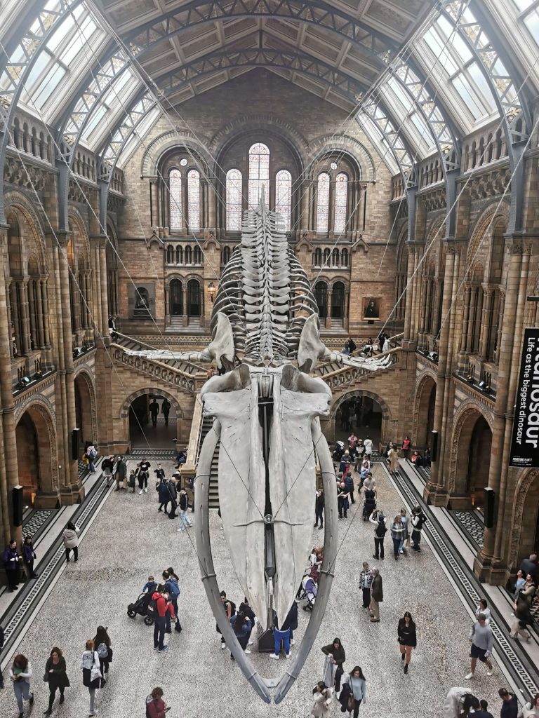 Großes Walskelett in der Haupthalle des Natural History Museum in London von oben fotografiert